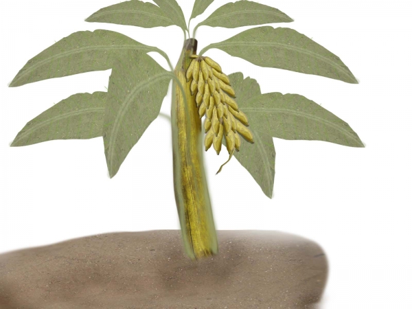 Creation of Plant with banana: Step 6